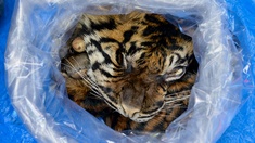 Eine Tigerhaut in einem Plastiksack.
