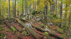 Nationalpark Kalkalpen: Buchenwald
