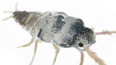 Illustration eines Silberfischchens.