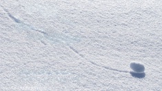 "Eine stille Nacht", Cover (Ausschnitt)