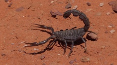 Dickschwanzskorpion
