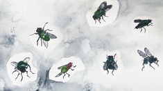 Illustration von Fliegen