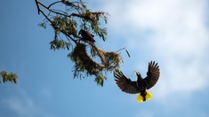 Vogelvielfalt in Costa Rica