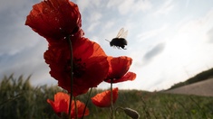 Eine Hummel fliegt eine Reihe von Mohnblumen an.