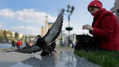 Frau in Kiew füttert Tauben