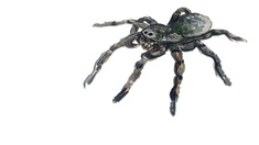 Südrussische Tarantel