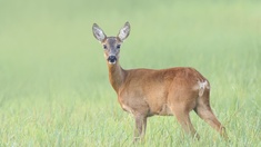Freiwild: Reh auf der weiten Wiese