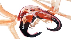 Illustration des Ammendornfingers