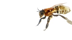 Illustration einer Honigbiene