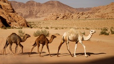 Drei Kamele in der Wüste