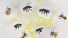 Illustration von unterschiedlichen Bienen.