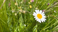 Blumenwiese