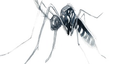 Asiatische Buschmücke