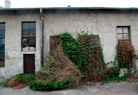 Bezirk Dorćol. Natur und Architektur. Keine Seltenheit in Belgrad.