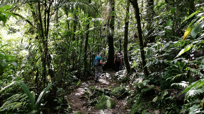 Bergregenwald im Braulio Corillo Nationalpark