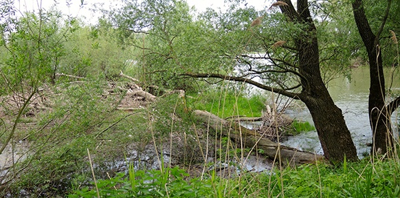 Aulandschaft