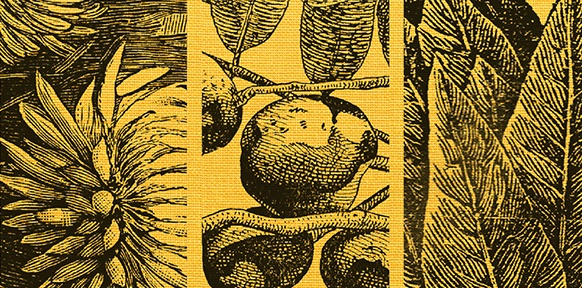 MATTHES & SEITZ VERLAG Pflanzen, Buchcover "Der leidenschaftliche Gärtner"