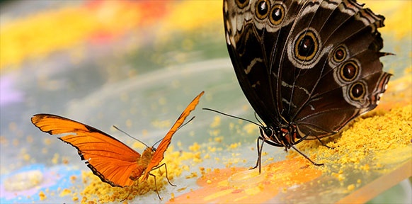 Zwei Schmetterlinge