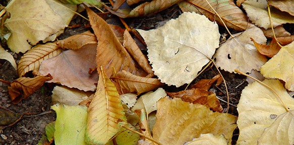 Blätter