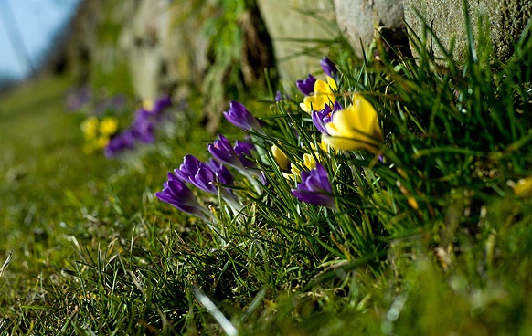 (C) GAMBARINI, DPA Krokusse