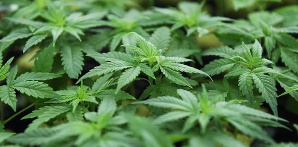APA/HELMUT FOHRINGER Cannabispflanzen