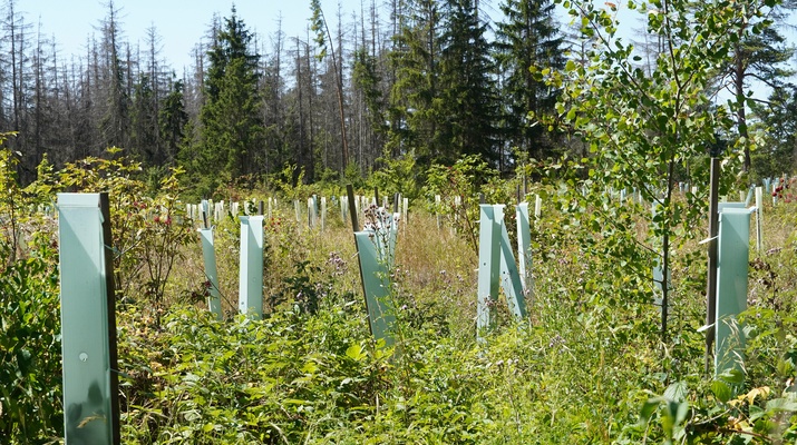 Aufforstung eines Waldes