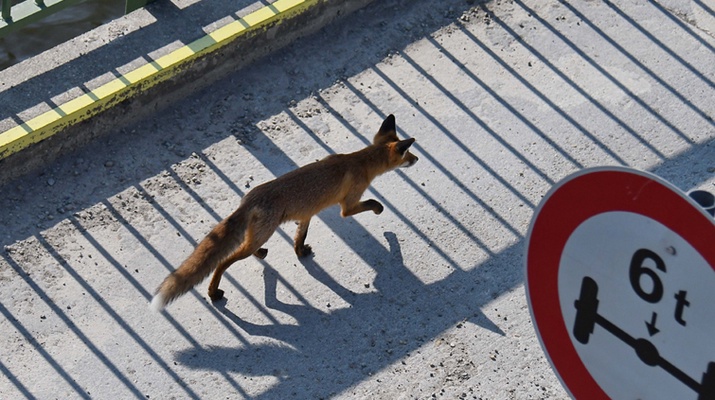 Ein Fuchs geht über eine Autobrücke