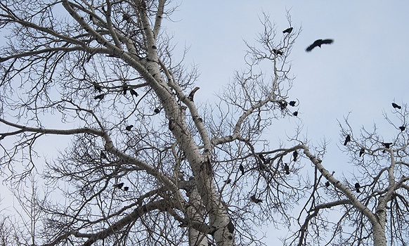 Vögel auf dem Baum