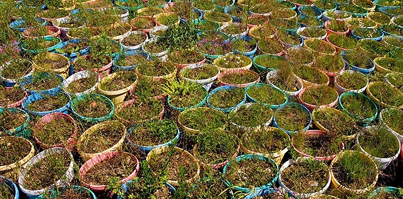 Lois Weinberger: Garden St. Pölten, 1994/2002