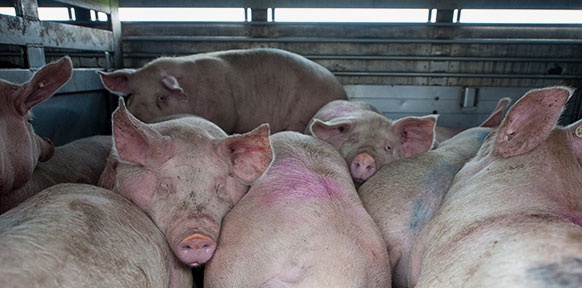 DPA/PHILIPP SCHULZE Schweine im Tiertransporter