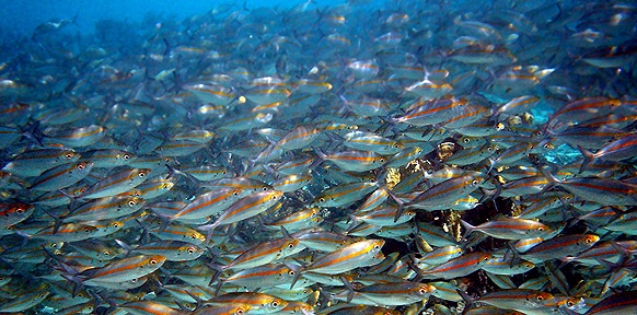 (C) BROCKEN INAGLORY | LIZENZ: CC BY 3.0 | HTTP://CREATIVECOMMONS.ORG/LICENSES/BY-SA/3.0/DEED.EN Fischschwarm