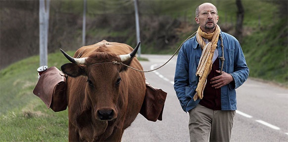 ALAMODE FILM Kuh und Mann unterwegs
