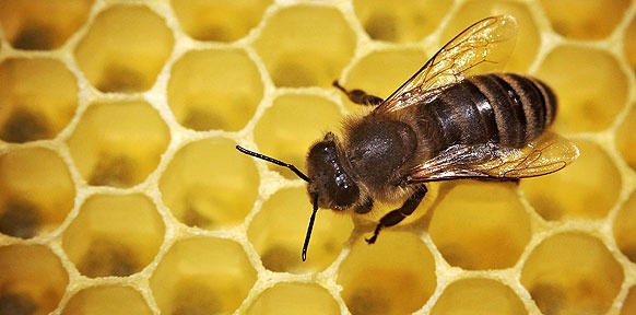 Eine Biene auf einer Honigwabe