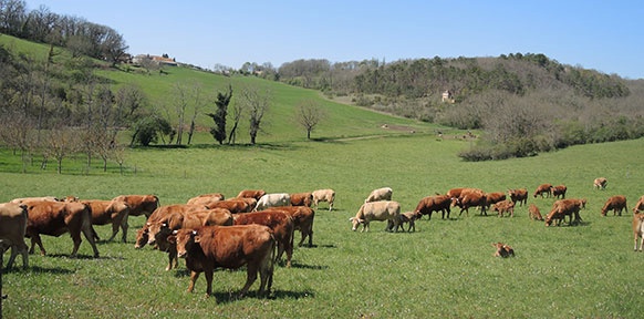 Die Region ist landwirtschaftlich geprägt