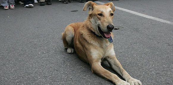 APA/EPA/ORESTIS PANAGIOTOU Ein streunender Hund