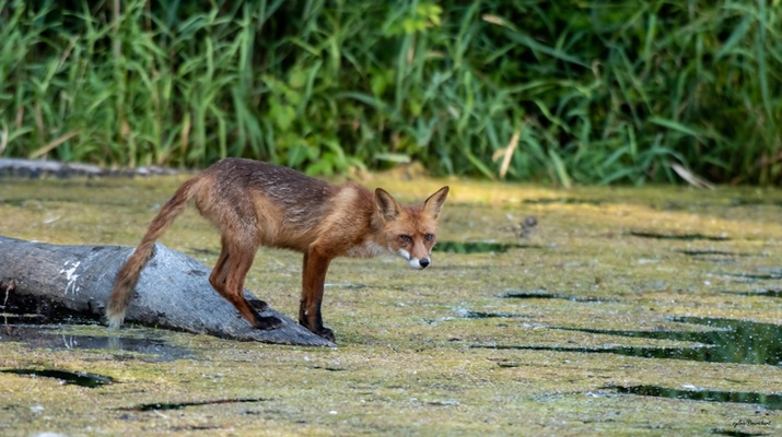 Ein Fuchs im Prater