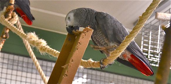 Papagei mit Kartonschachtel
