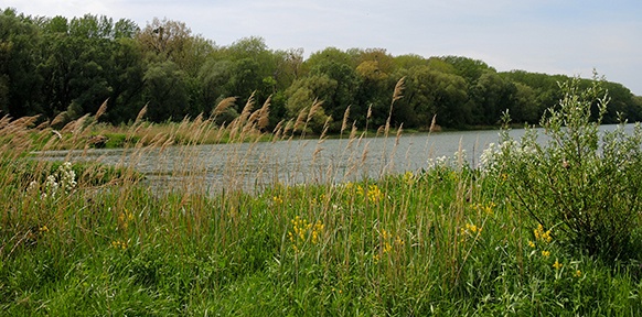 Aulandschaft