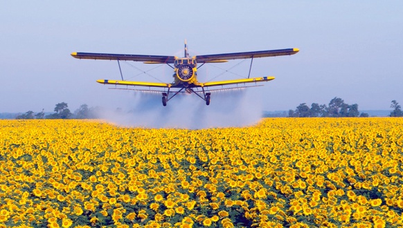 Flugzeug über Sonnenblumen