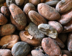 Kakaobohnen
