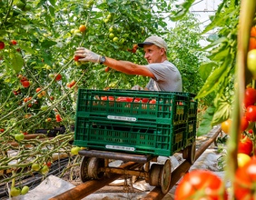 Ein Mitarbeiter mit Schwerbehinderung erntet im Gewaechshaus reife Tomaten