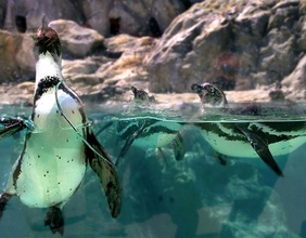 Pinguine hinter Glas im Wasser.