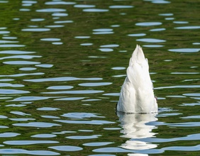 Tauchender Schwan