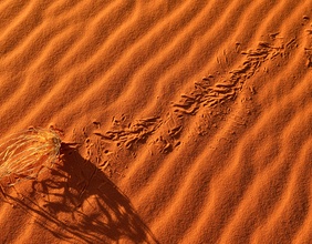 Spuren im Sand der algerischen Wüste