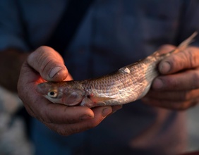 Fischer hält Fisch aus dem Vjosa-Fluss