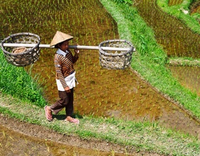 Reisbäuerin in den Reisfeldern von Tegallalang