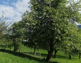 Obstbäume in der Südsteiermark