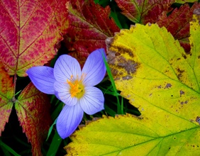 Herbstblätter und Herbstzeitlose