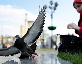 Vogel in Kiev