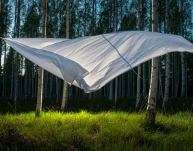 Tuch im Wind, Birkenwald